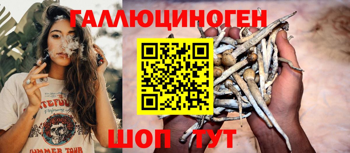 Галлюциногенные грибы Psilocybine cubensis Зима
