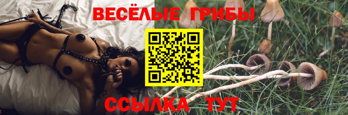 цены наркотик  Псилоцибиновые грибы MAGIC MUSHROOMS  Вход с VPN  Зима  Галлюциногенные грибы Psilocybe 